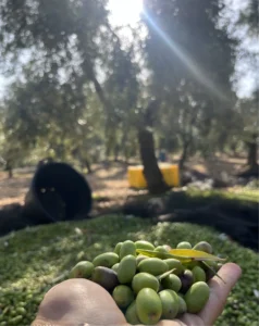 Oliveto in Puglia con olive appena raccolte per olio di oliva in Puglia