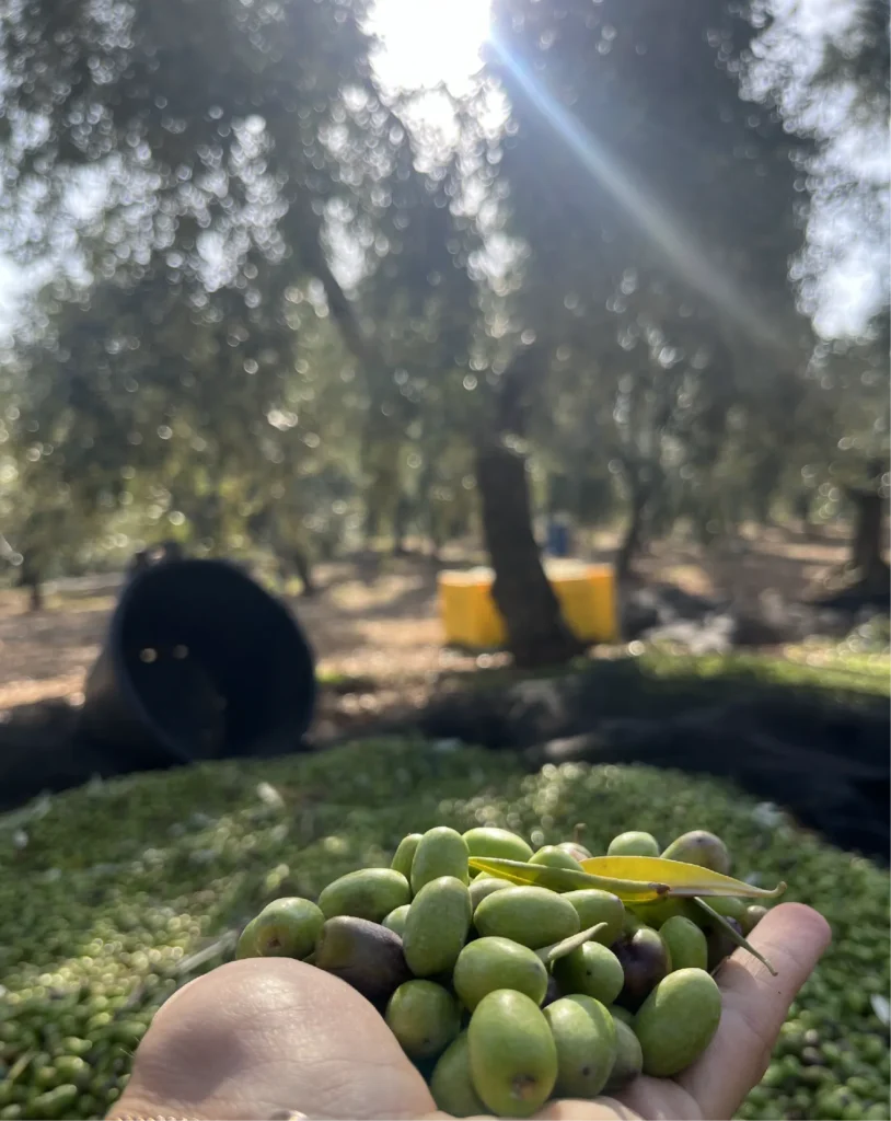 Oliveto in Puglia con olive appena raccolte per olio di oliva in Puglia
