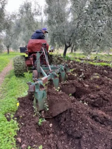 Lavorazione del terreno in un uliveto in Puglia, cura degli ulivi e gestione agricola tradizionale