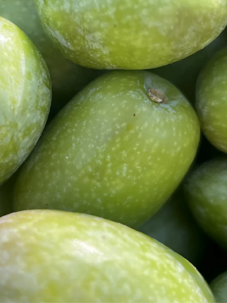 Olio pugliese di qualità da filiera corta da olive verdi