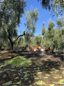 Raccolta delle olive in oliveto con scuotitore tra gli ulivi