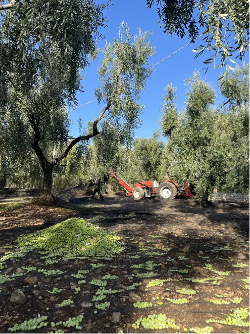 Raccolta delle olive in oliveto con scuotitore tra gli ulivi